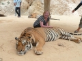 Tigris simogatás Thaiföldön, 2011-ben