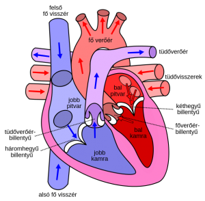 3. egészségügyi kockázati kategória magzati szív hipertónia veszélyeztetett
